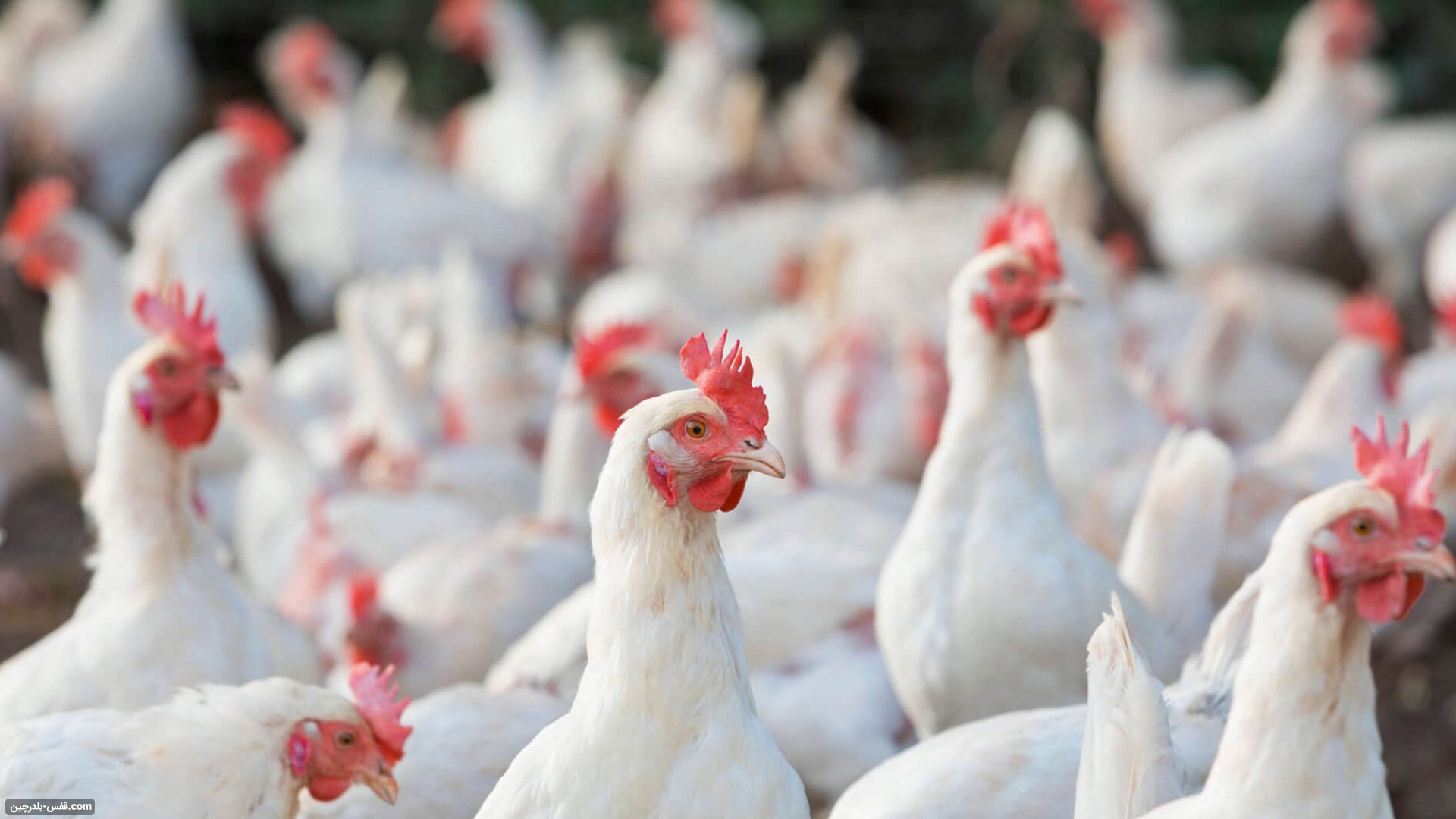 قیمت مرغ تخمگذار بومی ۳ ماهه - سپید طیور